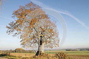 Common linden tree in autumn, Ohey, Belgium