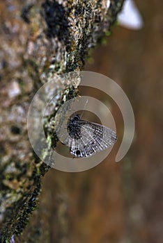 Common Line Blue Prosotas nora