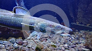 Common ling (Molva molva) in Lofotakvariet Aquarium in the Lofoten in Norway photo