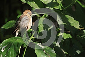 Common linnet