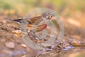 Common linnet on bank