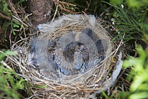 Common Linnet carduelis cannabina baby birds laying in the nest in thuja.