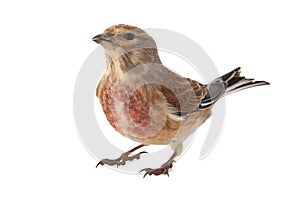 Common linnet, Carduelis cannabina, isolated on white background. Male