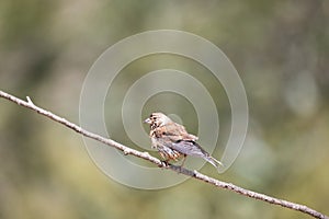 Common Linnet, Carduelis cannabina red chest bird.