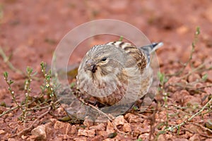 Common Linnet