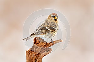 Common Linnet, Carduelis cannabina, songbird sitting on the nice lichen tree branch, Czech. Bird in nature. Spring tit with beauti