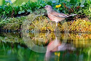 Common linnet (Linaria cannabina