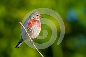 Common linnet, Linaria cannabina. In the early morning, the male sits on a branch, the sun beautifully illuminates the model