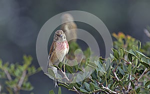 Common Linnet, Greece