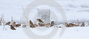 Common linnet, Linaria cannabina. Snowy winter morning. Birds eat the seeds of the plant