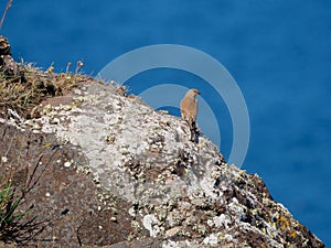 Common linnet, Linaria cannabina. St Abb\'s Head, Scotland