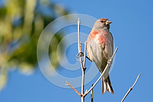 Common Linnet