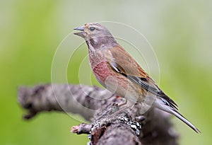 Common linnet sings on branch for warm photo in cloudy spring time