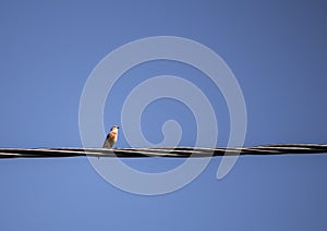 common linnet sitting on a wire under a blue sky