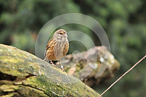 Common linnet