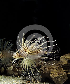 Common Lion Fish, pterois volitans