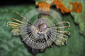 Common Lion Fish, pterois volitans, Venemous Fish