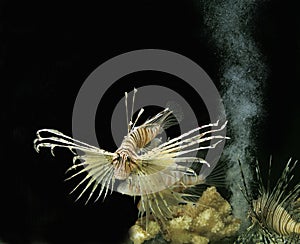 Common Lion Fish, pterois volitans, Venemous Fish