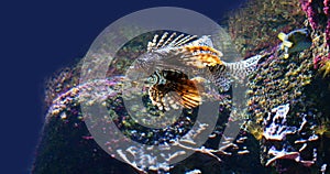 Common Lion Fish, pterois volitans, Venomous Specy, Adult Swimming