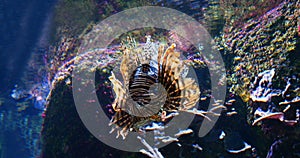 Common Lion Fish, pterois volitans, Venomous Specy, Adult Swimming