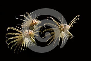 Common Lion Fish or Scorpion Fish, pterois volitans