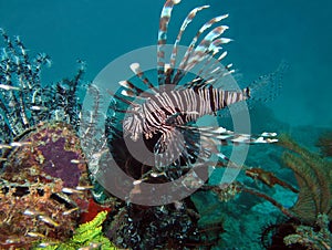 Common Lionfish