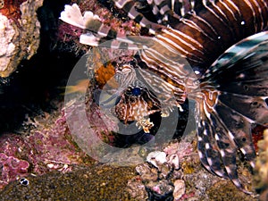 Common lionfish