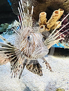 Common Lionfish or devil firefish