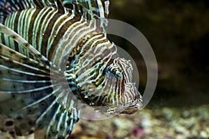 Common Lionfish or Devil firefish (Pterois miles)