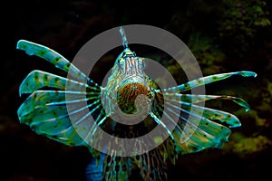 Common Lionfish or Devil firefish (Pterois miles)