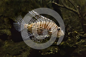 Common lionfish, devil firefish Pterois miles.