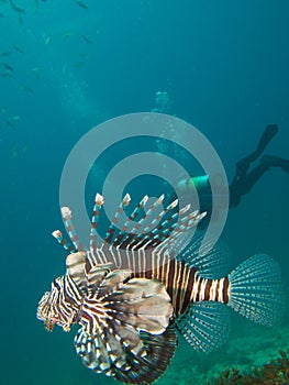 Common lionfish with diver in the background