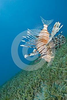 Common lionfish hovering close to the seabed. photo
