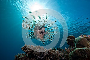 Common lionfish (Pterois miles)