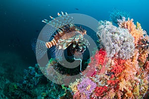 Common Lionfish Pterois Miles on a colorful coral reef