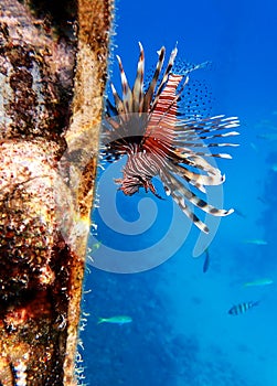 Common Lionfish - Pterois miles, the most frequently spotted into the Red sea