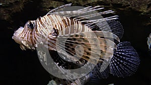 Common lionfish Pterois volitans