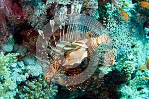 Common lionfish, Pterois volitans photo