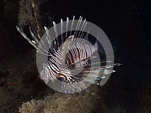 A Common Lionfish Pterois volitans