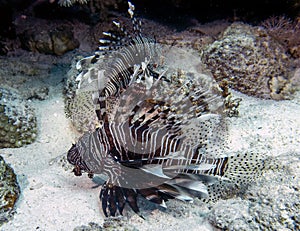 Common Lionfish Pterois volitans