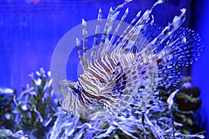 Common Lionfish Pterois volitans closeup in the blue aquarium