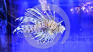 Common Lionfish Pterois volitans closeup in the blue aquarium