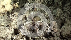 Common lionfish Pterois volitans devourer of marine inhabitants hunts for fish.