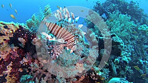Common lionfish pterois volitans, fish hunt and swim over a coral reef.