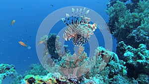 Common lionfish Pterois volitans, Fish hunt and swim over a coral reef. Red Sea