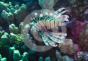 Common lionfish (Pterois volitans), Fish hunt and swim over a coral reef. Red Sea