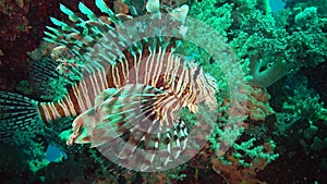 Common lionfish Pterois volitans, Fish hunt and swim over a coral reef. Red Sea, Egypt