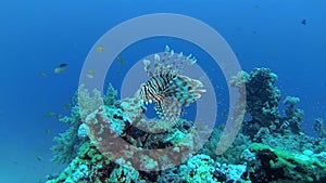 Common lionfish Pterois volitans, Fish hunt and swim over a coral reef. Red Sea, Egypt