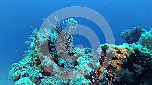 Common lionfish Pterois volitans, Fish hunt and swim over a coral reef. Red Sea, Egypt