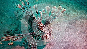 Common lionfish Pterois volitans, the fish swims over the sandy bottom and catches small fish that have sailed to the light of t